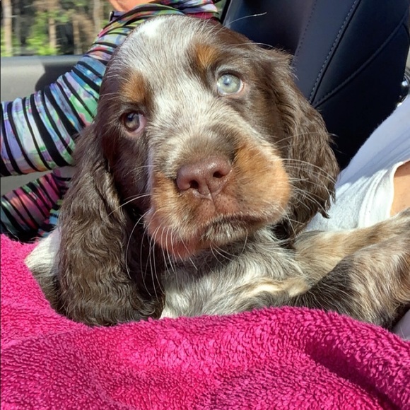 Meet your Posher, Delaney - Picture 1 of 1